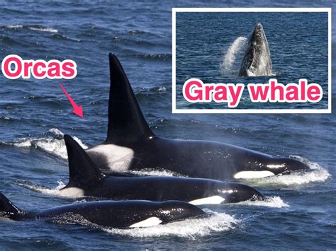 Rare Drone Footage Shows 30 Orcas Attacking A Pair Of Much Larger Gray