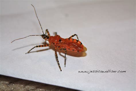 Assassin Bug Beauty Jessica Walliser