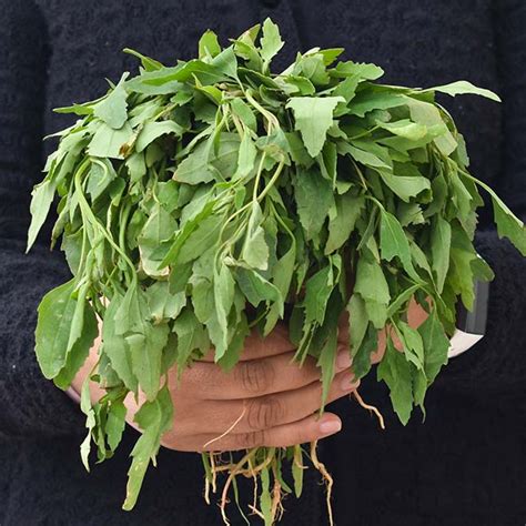 Order Fresh Bathua Green Leaves Online In Delhi Ncr I Say Organic