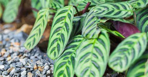 Calathea Plant Care: Learn Tips On Growing Calathea Plants