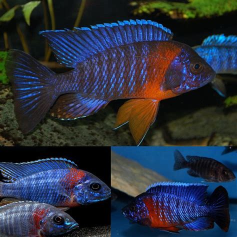 Female Blue Peacock Cichlid