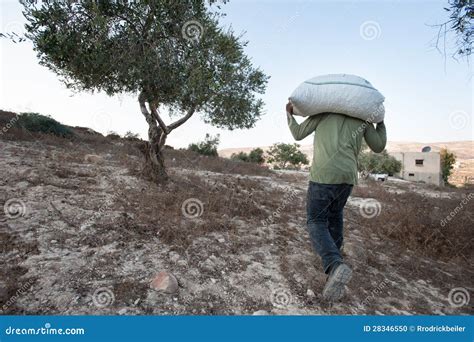 Olive Harvest In Palestine Editorial Image - Image: 28346550