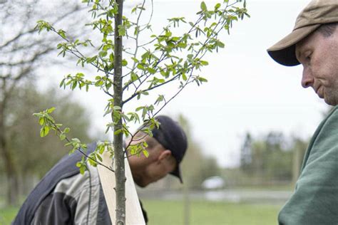 B Ume Der M Glichmacher Wald Aktion Der Svo Im Wildpark M Den Gepflanzt