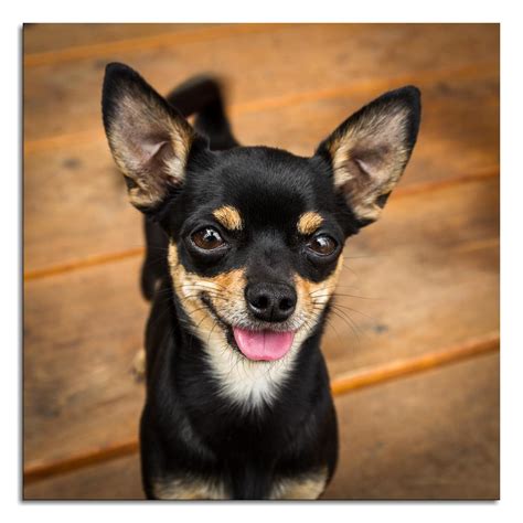 Black Chihuahua