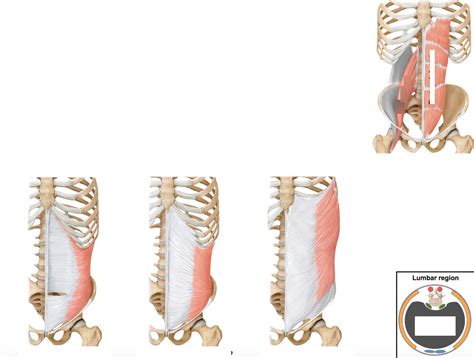 Anatomy Lab 64 Abdominal Muscles Diagram Quizlet