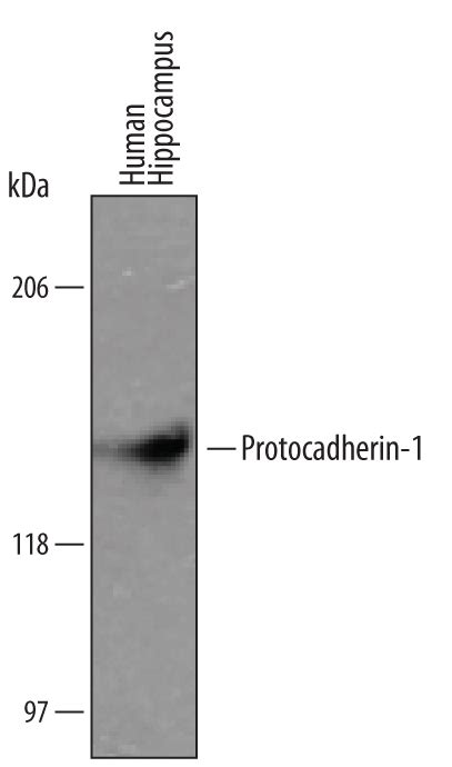 Protocadherin 1 Antibody Af5899 Novus Biologicals