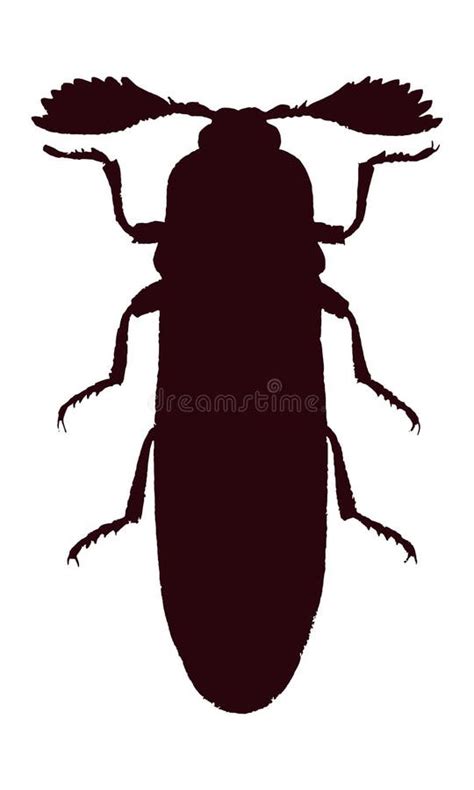 Pelecotoma Kever Silhouette Hand Getrokken Schets Vector Illustratie