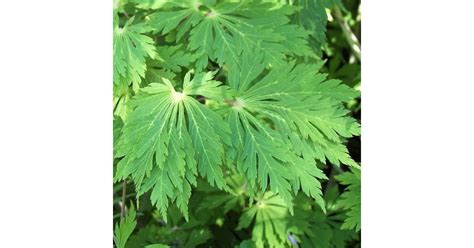 Acer Japonicum Aconitifolium Rable Du Japon Acer Japonicum