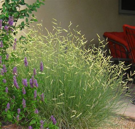 Blue Grama Grasses For Landscaping Landscaping Inspiration Ornamental Grasses Plants