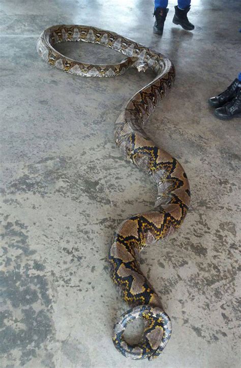 Is This The Worlds Longest Snake Huge 26ft Python Found Near Flyover