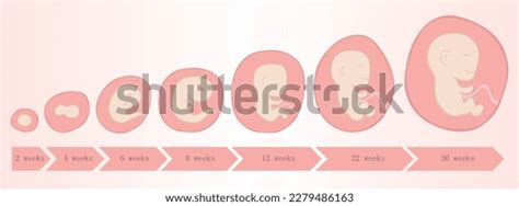 Embryo Development Weeks Baby Toddler Vector Stock Vector (Royalty Free ...