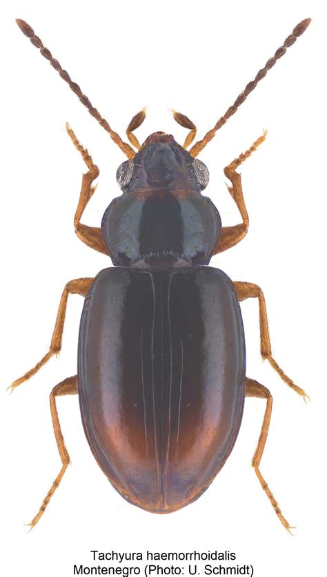 sphaerotachys bestimmungstabelle