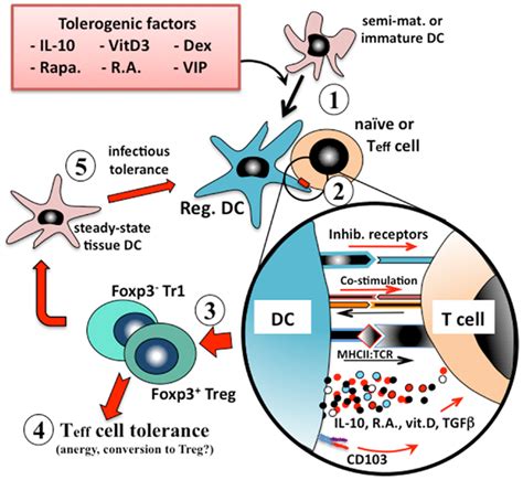 Induction Of Immunologic Tolerance By Regulatory Dendritic Cells