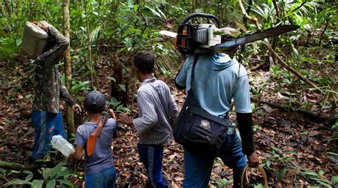 La Tala Ilegal Y Su Preocupante Panorama En La Amazon A Fotos Peru