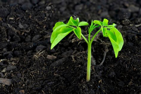 Cómo germinar semillas de moringa Huerto en casa