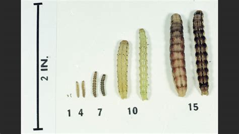 Corn Earworm Life Cycle