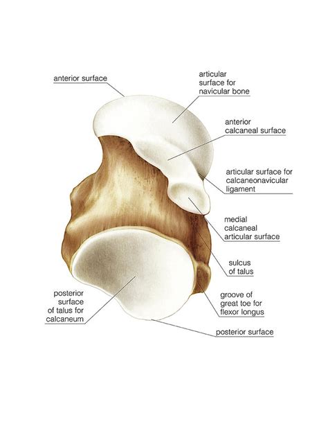 Talus Bone Labeled