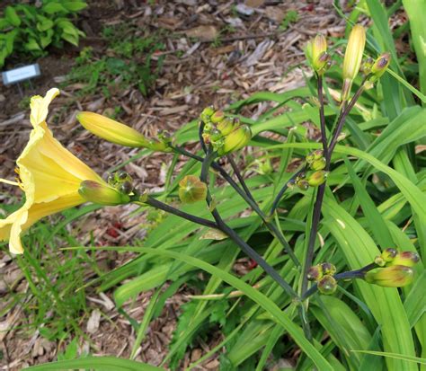 PETAL PUSHER DAYLILIES - FROM DARKNESS COMES LIGHT