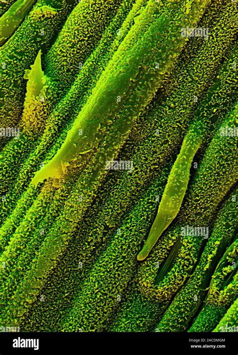 Lemon Grass Cymbopogon Citratus Leaf Surface Showing Wax Crystals Coloured Scanning Electron