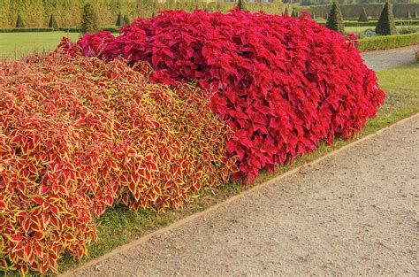 A Colorful Hedge Of Coleus Plants In A Garden Photograph By Susanna