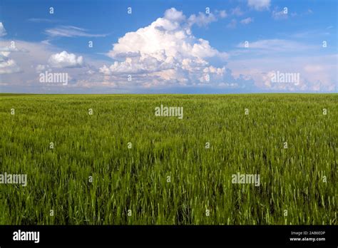 Saskatchewan Wheat Field Hi Res Stock Photography And Images Alamy