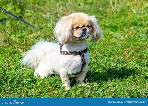 Little White Pekingese On A Leash In The Park During A Walk Stock Image