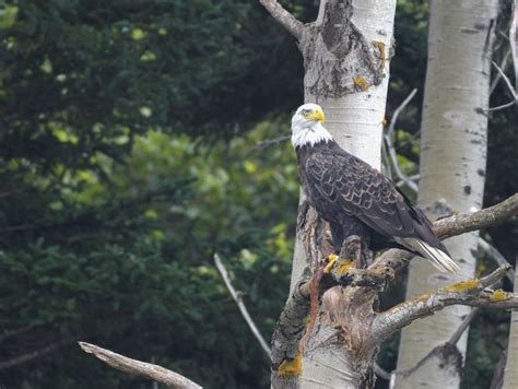 The Eagle and the Snake | Wild View