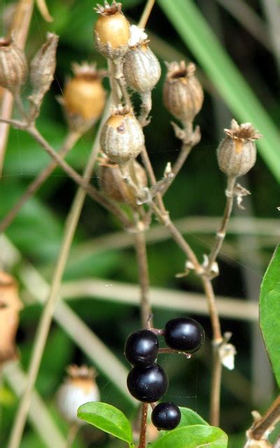 Box Elder Seeds And Pods