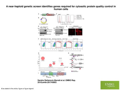 A Nearhaploid Genetic Screen Identifies Genes Required For Cytosolic