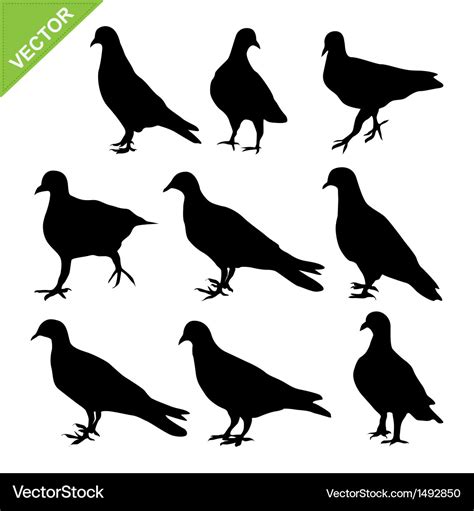 Pigeon Silhouettes Royalty Free Vector Image Vectorstock