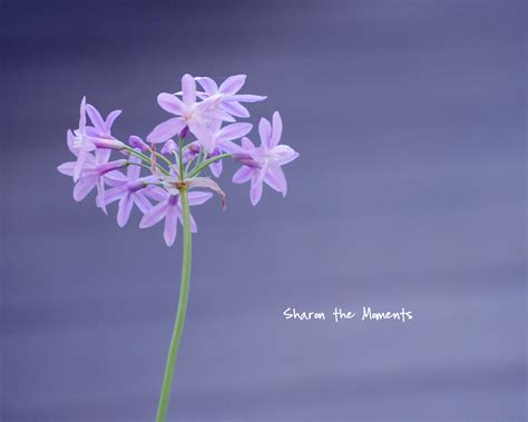 Annie Liebovitz Exhibit at the Wexner Center for the Arts - Sharon the