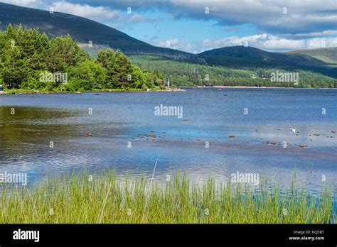 Cairngorms From Loch Morlich Aviemore Highland Scotland Uk Stock