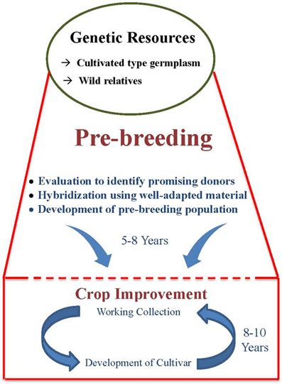 Pre Breeding As A Bridge Between Genetic Resources And Crop Improvement