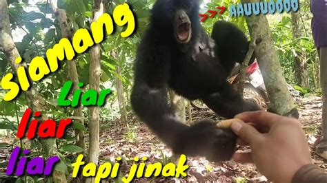 SIAMANG LIAR TAPI JINAK YANG LUCU DAN IMUT YouTube