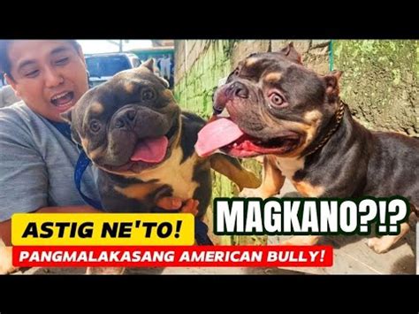 Astig Ne To Pangmalakasang American Bully Sa Bocaue Pet Market Buy