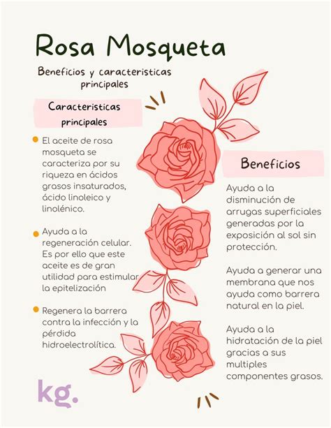 Skincare Damask Rose Lenguaje De Las Flores Significado De Las