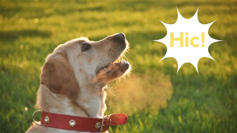 What Do Dog Hiccups Sound Like And Should You Worry?