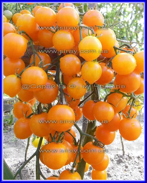 Черрі жовтий – Інтернет-магазин Сирай