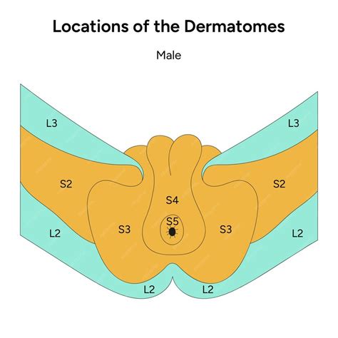 Ubicaciones De Los Dermatomas Masculinos Vector Premium