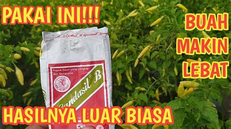 Manfaat Dan Cara Penggunaan Gandasil B Pada Tanaman Cebe Tips Agar