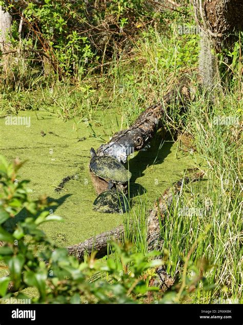 Pond Scene Turtles Green Water Algae Covered Nature Wildlife