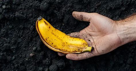 Il Potere Delle Bucce Di Banana Una Spinta Naturale Per Il Vostro