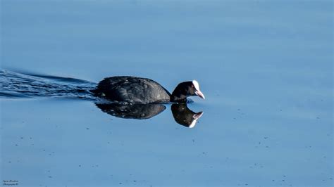 5011778 Blässhuhn Fulica atra Common Coot Sylvia Marchart Flickr