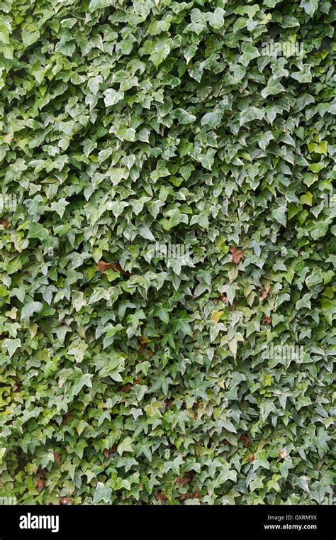 Green Ivies Hi Res Stock Photography And Images Alamy