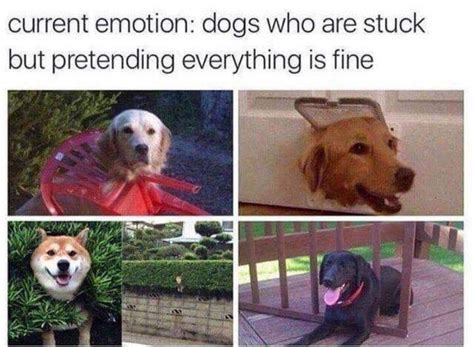 Everything Is Fine Meme Photos Idea