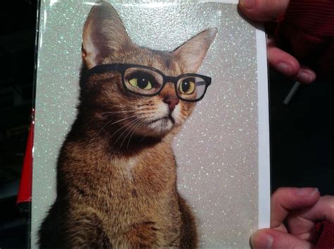 Cats wearing glasses - Cats Photo (27565165) - Fanpop