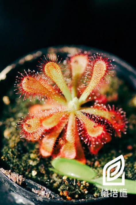 植培施茅膏菜Drosera 食虫植物栽培手册 知乎