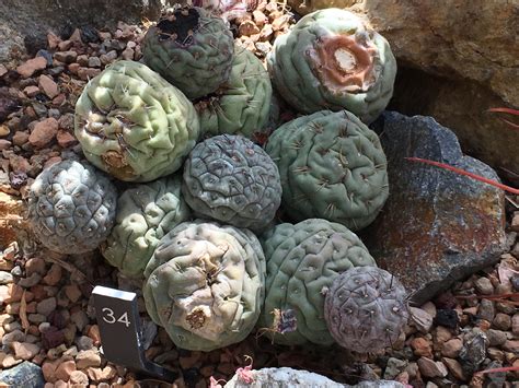 Cuántos tipos de cactus hay y cómo se cuidan