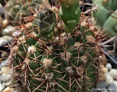 Gymnocalycium Gaponii