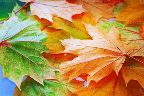 autumn landscape with bright colorful foliage. Indian summer. 10028144 Stock Photo at Vecteezy